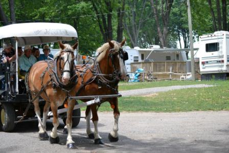 Horses visiting the park